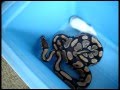 5 foot ball python eating after 8 months...