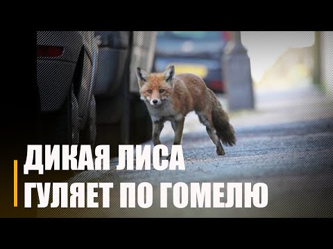 У кантакт лепш не ўступаць. Па вуліцах Гомеля гуляе дзікая ліса видео