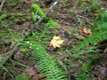 Chanterelle Ring