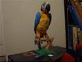 videos de Squakers McCaw Robot Parrot