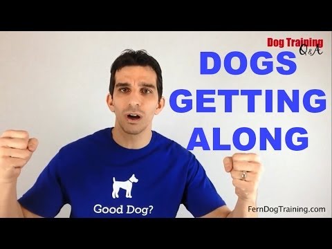 how to drain energy from dog