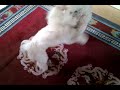 funny,dogs,tricks