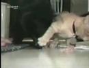 Greedy Cat