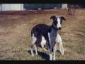 videos de Chamsy et Sara.wmv