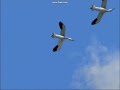 Les oiseaux migrateur Les oiseaux migrateur