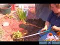 How To Plant A Black Eyed Susan How To Plant A Black Eyed Susan