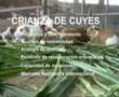 Creando negocios Ricardo Segovia kennedy jheade
