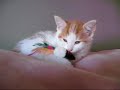 The Cutest Moments Of My Adorable Baby Kittens