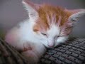 The Cutest Moments Of My Adorable Baby Kittens