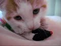 The Cutest Moments Of My Adorable Baby Kittens