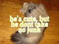 Tribute to Wicket, persian kitty baby. Tribute to Wicket, persian kitty baby.