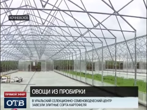 На Урале стартовал проект по импортозамещению картофеля