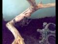 Psalmopoeus cambridgei vs ?wierszcz L9