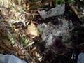 radio militare ww2 metal detector found find militaria