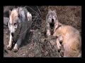 loupjen missmystere        loups  et indiens