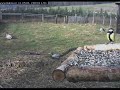 White Storks at the Makov bird rescue centre