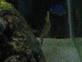 Yellow Tang Getting cleaned by Cleaner Shrimp