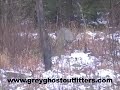 Whitetail Deer Hunting