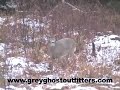 Whitetail Deer Hunting