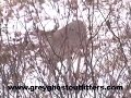 Whitetail Deer Hunting