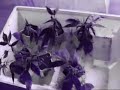 420 homegrow clip , high as a....