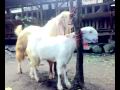 kambing etawa senduro super 130 kg kawin