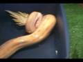 Bojanges Vs. Bird