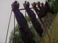 Ninjas in the Dragons Den - (Ninja Kommando)