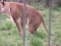 Lion gagging at calgary zoo