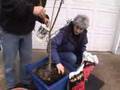 Up-potting plants