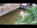 20140419 河馬Hippo@木柵動物園