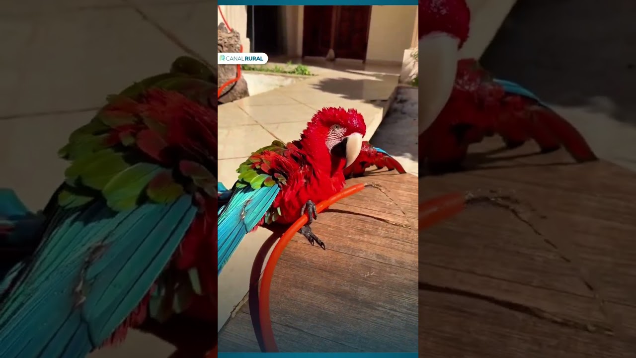 Arara surpreende tomando banho sozinha de mangueira