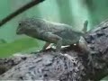 Lizard, Plecostomus and bird (Silent on purpose)