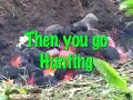 hog hunting and cooking wild boar on maui