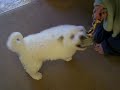 Zuri sam's puppy 012.MOV