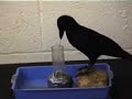 Smart crow