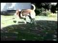 Quattro Tergy, Beagle - Hradek u Rokycan