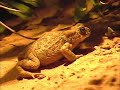 TUNESIA OASIS KSAR GHIDANE(SAHARA) Toads Of The Short Forest