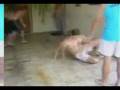 videos de brucelee.MP4