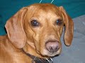 PERROS SALCHICHAS VIDEO 