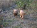 PERROS SALCHICHAS VIDEO CANCION PERRO SALCHICHA