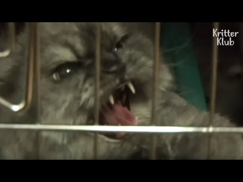 Ski Gloves Are No Use When Hand-Feeding This Angry Cat | Kritter Klub