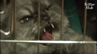 Ski Gloves Are No Use When Hand-Feeding This Angry Cat | Kritter Klub
