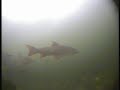 Underwater with barbel in Thames weirpools
