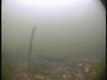 Underwater with barbel in Thames weirpools