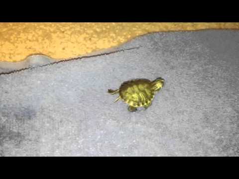how to care for a yellow belly turtle