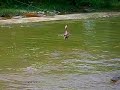 buaya makan ayam