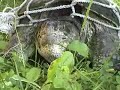 the turtle hunter