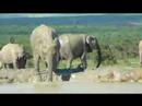 Elephants getting muddy II