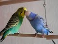 Hansi und Hupsi Hansi und Hupsi